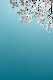 Spring And Flowers Beautiful Wallpapers Wallpaper Backgrounds Iphone Wallpaper