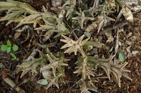 Image result for Orbea tapscottii