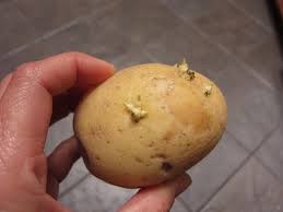 Jul 14, 2021 · important: Sprouting Seed Potatoes Gardenerd