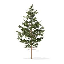 Pine Tree 3d Model 5 5m Nature Tree 3d Model Tree