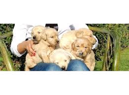 Satilik Golden Retriever Yavru Fiyatlari Binbirkopek Com