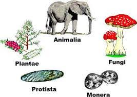 Biology Notes For Igcse 2014 3 Five Kingdoms Of Living