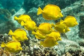 Hawaii is a beautiful place to visit during your vacant time. Yellow Tangs Underwater Paradise Hawaii Jigsaw Puzzles Online At Jspuzzles