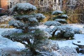 Winter 2018 19 Im Zenkloster Liebenau Winter Gartenbonsai Und Winter Karikomi Auch Im Winter Verliert Ein Japanisch Gestalteter Garten Nichts Von Plants Winter
