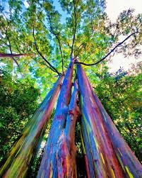 the biggest trees on instagram eucalyptus deglupta is a species of tall tree commonly known as the r rainbow eucalyptus tree rainbow eucalyptus rainbow tree