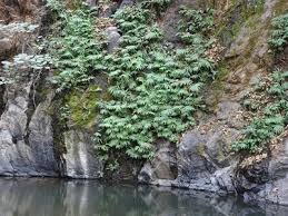 Image result for Asplenium emarginatum