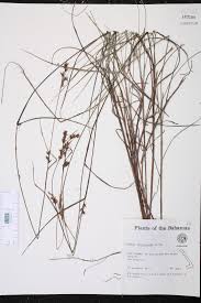 Image result for Scleria lithosperma