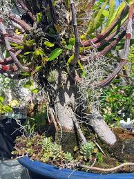 Image result for Stolzia kalkhof-roseae