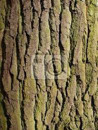 So besitzt beispielsweise die rinde der ulme eine entzündungshemmende wirkung, insbesondere auf die menschlichen schleimhäute. Nahaufnahme Von Ulme Rinde Fototapete Fototapeten Elm Eiche Reissen Myloview De