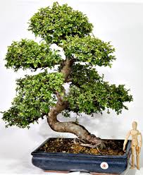 Product was successfully added to your shopping cart. Schede Pratiche Pagine Verdi Bonsai