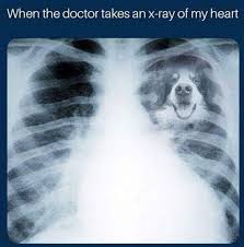 Pin By Kenda Secoy On Bernese Mountain Dogs Labrador Puppy Labrador Puppy Training Mountain Dogs