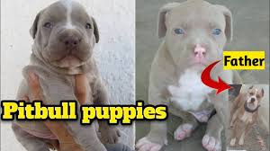 Visit our page to find american pitbull puppies for sale. Pitbull Puppies With Good Quality Available In Delhi Youtube