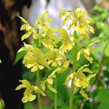 Image result for Calanthe