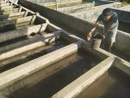 Baik ikan lele, ikan patin, ikan cupang, ikan guppy ataupun jenis ikan lainnya. Kkp Kementerian Kelautan Dan Perikanan
