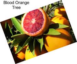 Not only is paw paw ideal for a sustainable landscape, it is an attractive ornamental tree as well. Citrus Trees Fruit Trees For Sale In Georgia Agriseek Com