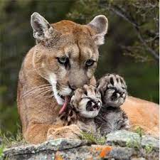 Ein wilder puma gönnt sich auf dem lago argentino eine erfrischung und entspannt sich auf einem eisberg. Geo Grusskarte 100 Gefurchtete Raubkatze Puma