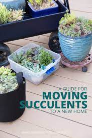 Keep reading to see the dos and don'ts of. How To Move Succulents Long Distances Succulents And Sunshine