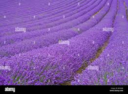 Lavender sussex hi-res stock photography and images
