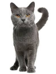 Cat Breeds Teacupcatbreeds Different Type Of Tiny Cat Breeds At Catsincare Com Chartreux Cat Cat Breeds Cats