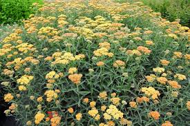 Image result for Achillea millefolium