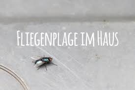 fliegenplage im haus fliegen stubenfliegen effektiv vertreiben talu de