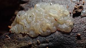 Image result for Exidia nucleata