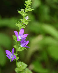 Check spelling or type a new query. Violet Blue Purple Wildflowers New Jersey Nj Wildflowers And More