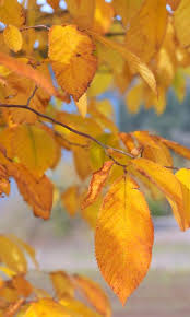 Predictably upright narrow form facilitates uniform street tree plantings. Find Plants Page 20 Wholesale Nursery Supplies Plant Growers In Oregon Nursery Guide