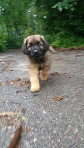 View photos of the breed to see what. 2 Leonberger Puppies 10 Weeks Old For Sale In Baltimore Maryland Classified Americanlisted Com