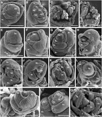 Check spelling or type a new query. Plantae The Functions Of Retinoblastoma Related Proteins In Rice Plantae