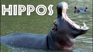 All About Hippos For Kids Hippopotamus For Children Freeschool Youtube