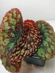 Image result for Begonia ampla