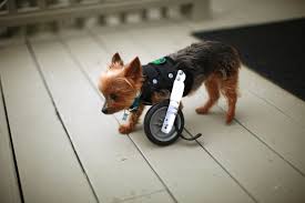 Bionic Pets Animals Saved By Technology Yorkshire Terrier Animals Pets