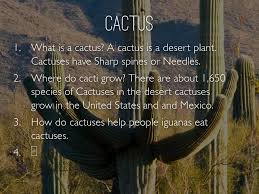 When it does rain, it comes in short so desert cacti have addressed this water loss by eliminating leaves altogether and moving the the cuticle covering cactus stems is waterproof and very thick compared to the outer skin of other plants. Cactuses By Dazure By Jake B