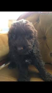 Our puppies are raised in or home and well socialize, full of love, extremely loyal, affectionate, easy to train, highly intelligent, wonderful, calm and mellow personality. Durham Cockapoos And Spaniels Home Facebook