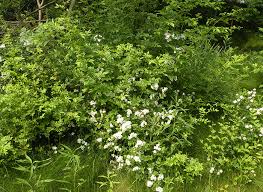 Early spring is arguably the best time to spray herbicidewith appropriate weather conditions. Control Options Exist For Multiflora Rose Hay And Forage Magazine