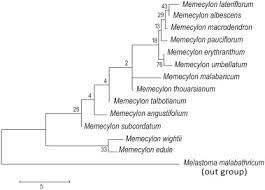 Image result for Memecylon sp. D