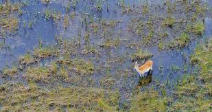Maybe you would like to learn more about one of these? Moremi Reserve Botswana Safari Tours