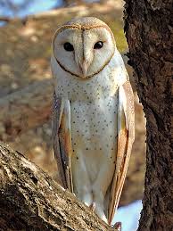 Owl Wikipedia