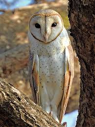 owl wikipedia