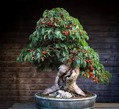 There you can find a variety of beautiful bonsai plants. Pin Auf Bonsai