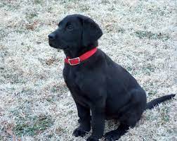 White Chocolate Labradors For Sale From Pointing Lab Breeders Lankas Labs