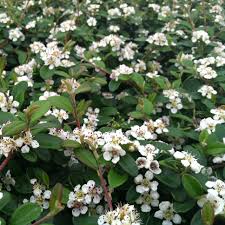 Image result for Cotoneaster