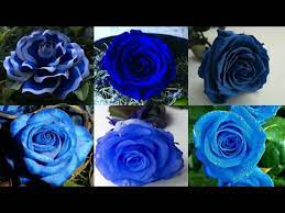 There are over a hundred species and thousands of cultivars. Blue Roses Blue Rose Flowers Real Blue Roses Bluebell Beautiful Blue Rose Flowers Blue Youtube