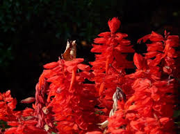 Amazing winter season flowers name list in india. 8 Must Have Winter Flowering Plants To Grow In India