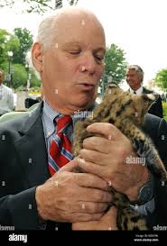 L serval hi-res stock photography and images