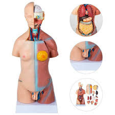 Choose from 500 different sets of flashcards about anatomy torso on quizlet. 38 Parts Life Size Human 85cm Unisex Torso Anatomical Model Medical Anatomy For Sale Online Ebay