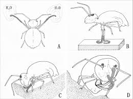 Will springtails ever go away? Structure And Functions Of The Ventral Tube Of The Clover Springtail Sminthurus Viridis Collembola Sminthuridae Scientific Reports