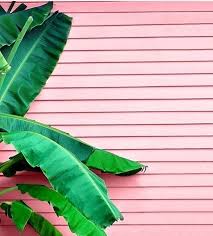 Plants And Pink A Match Made In Heaven Plant Wallpaper Plants Plant Background