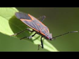 It is often mistaken for a wasp or bee because its flight pattern resembles those insects rather than the apparent uncontrolled movements of moths. Boxelder Bugs What They Are How To Get Rid Of Them Youtube